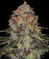 Shiskaberry