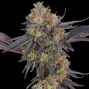 Tropicana Cherry