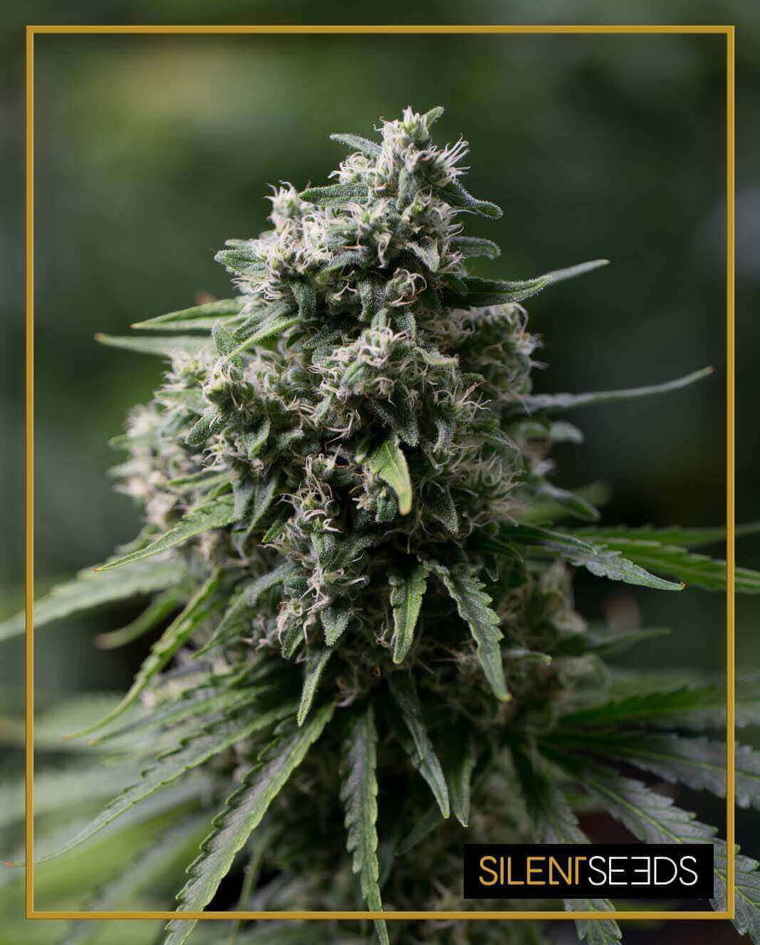 Critical + 2.0 Silent Seeds