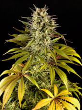 Spicy CBD / SuperJuani