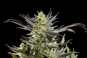 Fruity Jack 