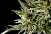 Fruity Jack 