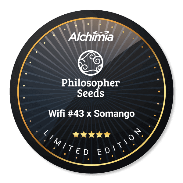 Wifi #43 x Somango