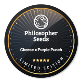 Cheese x Purple Punch