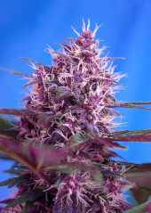 Red Poison Auto