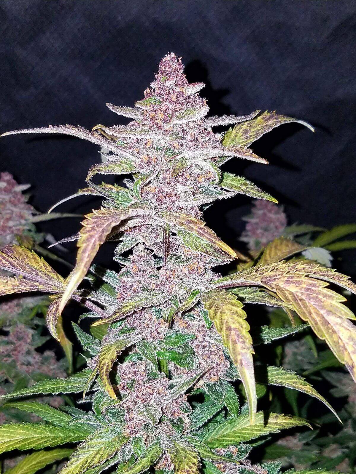 Blackberry Auto