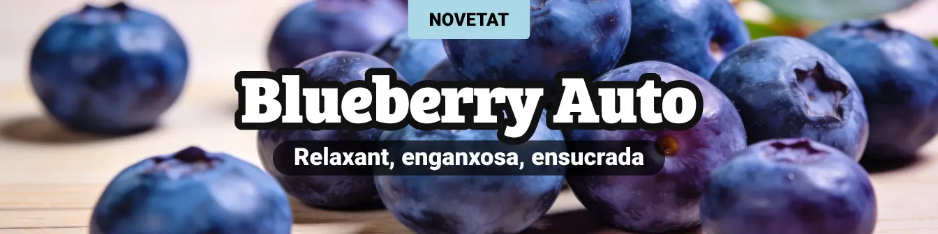 Blueberry Auto